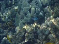 Stethojulis balteata