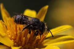 Megachiloides