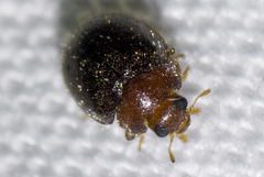 Rhyzobius lophanthae