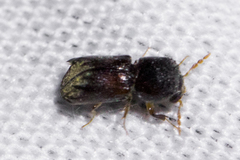 Xylobiops sextuberculatus