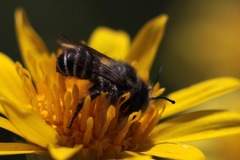 Megachiloides