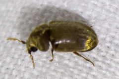 Tricorynus