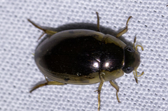 Tropisternus lateralis