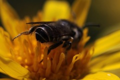 Megachiloides