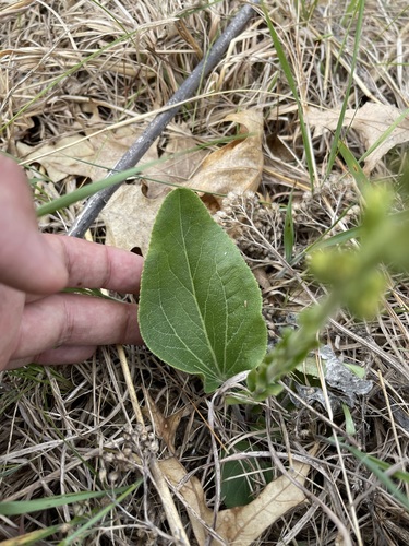 Image of Veronica bullii by (c) Brandon Corder, some rights reserved (CC BY)