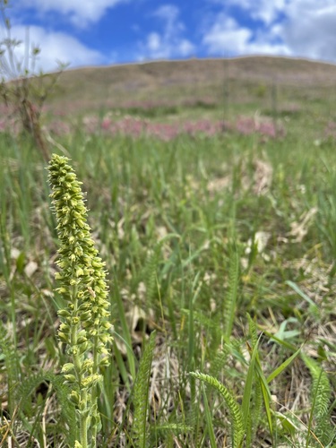 Image of Veronica bullii by (c) Brandon Corder, some rights reserved (CC BY)