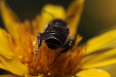 Megachiloides