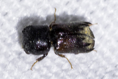 Xylobiops sextuberculatus