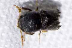 Xylobiops sextuberculatus