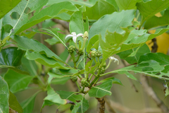 Morinda coreia