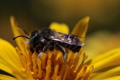 Megachiloides