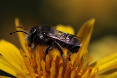 Megachiloides