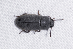 Blapstinus histricus