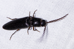 Dicrepidius corvinus