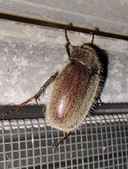 Phyllophaga crenulata