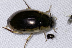 Tropisternus lateralis