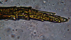 Philonotis capillaris