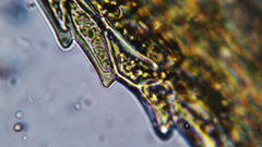 Philonotis capillaris