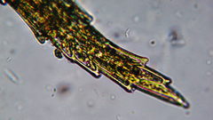 Philonotis capillaris