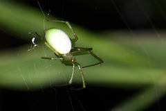 Aoaraneus pentagrammicus