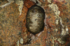 Image of Acanthopleura gemmata