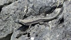 Microlophus atacamensis