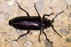 Nothopleurus lobigenis