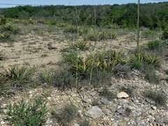 Pediomelum linearifolium