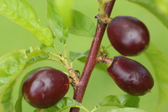 Prunus persica nucipersica