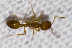 Solenopsis geminata