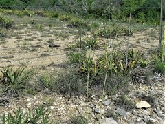 Pediomelum linearifolium