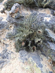 Usnea trachycarpa