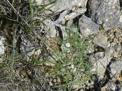 Pediomelum linearifolium