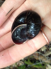 Monadenia subcarinata