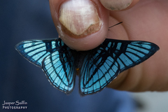 Exoplisia hypochalybe