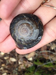 Monadenia subcarinata