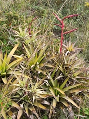 Tillandsia secunda