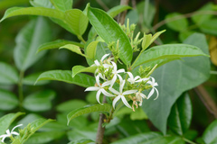 Amphineurion marginatum