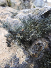 Usnea trachycarpa