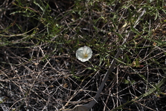 Calystegia longipes