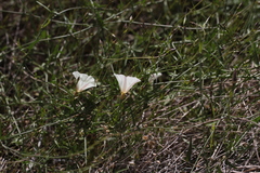 Calystegia longipes