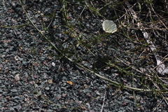 Calystegia longipes