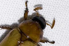 Cyclocephala longula