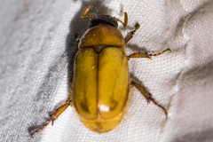Cyclocephala longula
