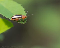 Disonycha leptolineata