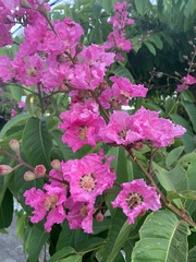 Lagerstroemia