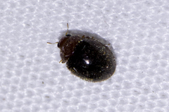 Rhyzobius lophanthae