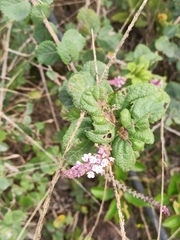 Aloysia scorodonioides