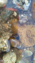 Semisulcospira libertina