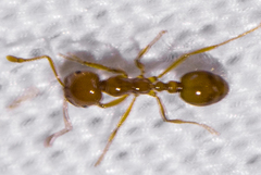 Solenopsis geminata